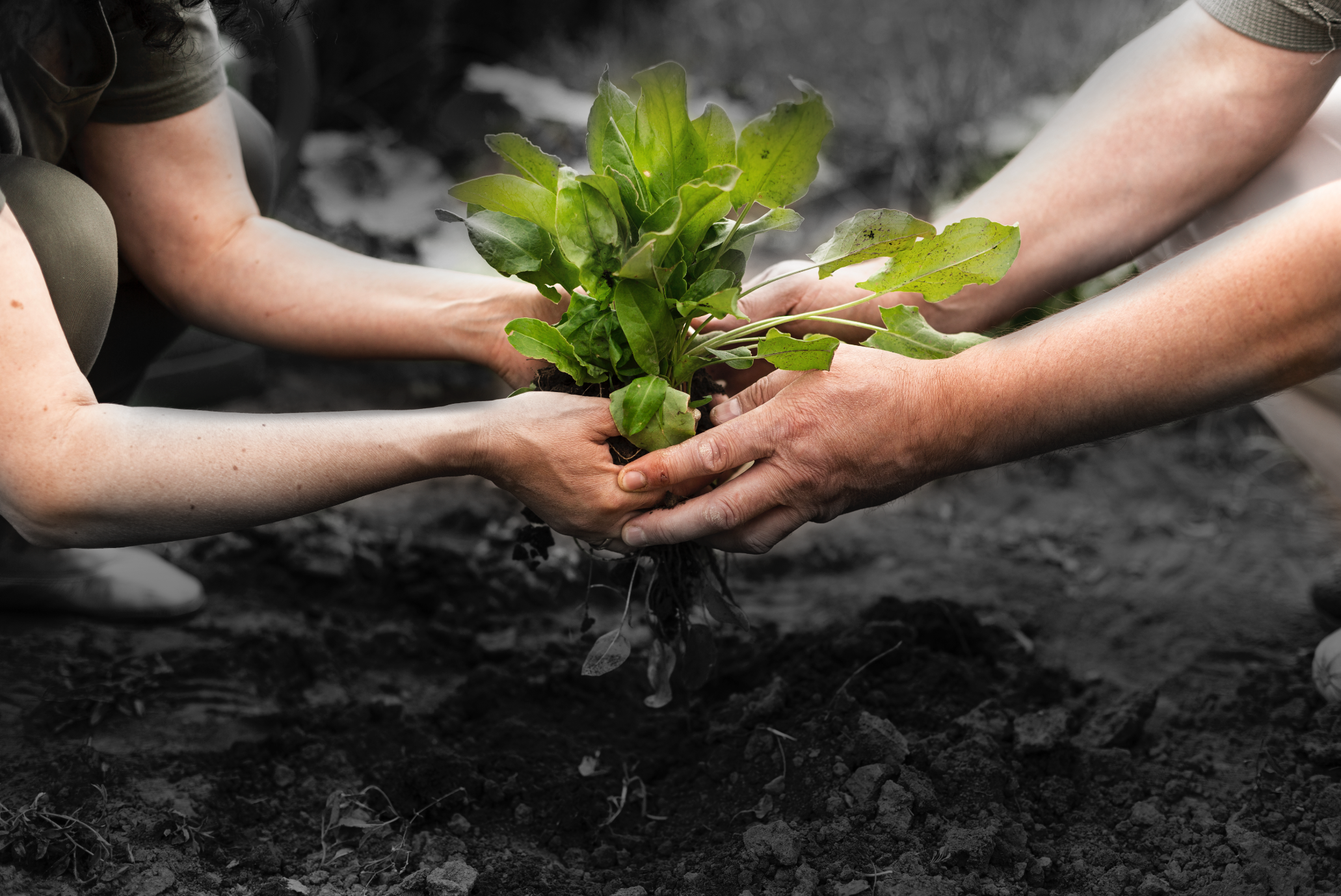 Reporte Sectorial Abril 2021 – Agricultura